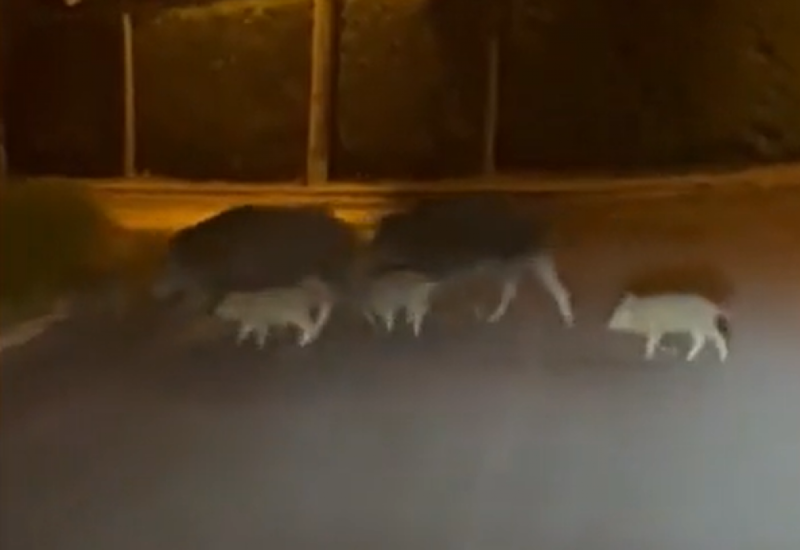 Navala divljih svinja na Zagreb